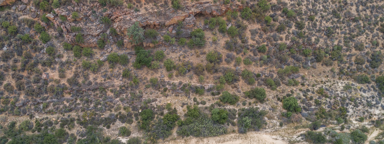elephants