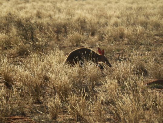 Anteater